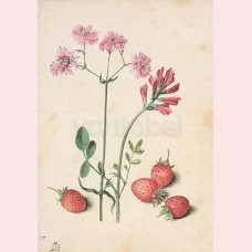 Lychnis flos-cuculi subplena, hedysarum coronarium, strawberries